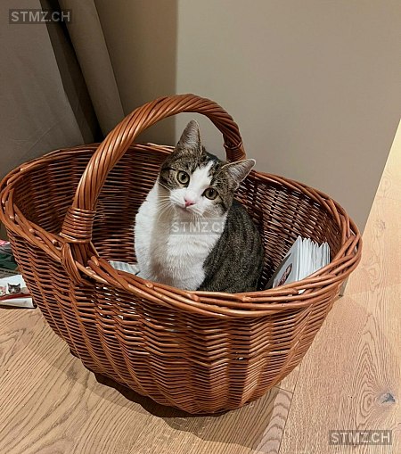Lilly — Hauskatze ♀, Missing since 09.04.2026, Gelfingen (LU)