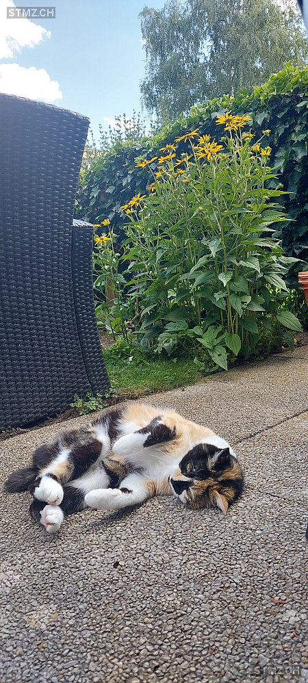 Paradise — Hauskatze ♀, Missing since 08.04.2026, Orpund (BE)