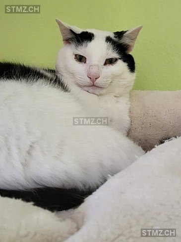 Ian - Jamie — Hauskatze ♂, Missing since 30.03.2026, Hohtenn (VS)