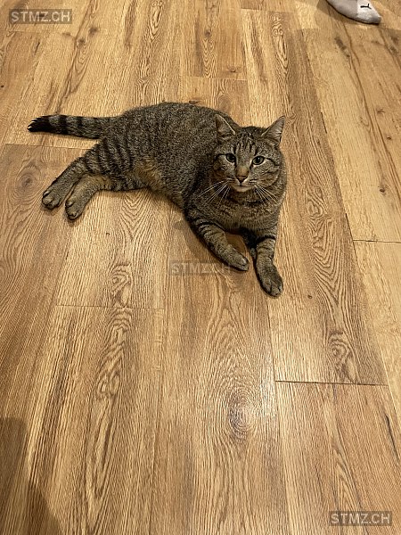 Milo — Hauskatze ♂, Missing since 07.04.2026, Amlikon-Bissegg (TG)
