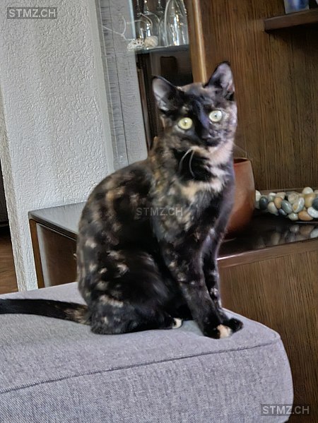 Vanille — Hauskatze ♀, Missing since 11.04.2026, Biel/Bienne (BE)