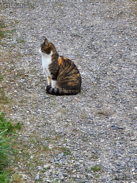 Fiori — Hauskatze ♀, Missing since 04.04.2026, Wallisellen (ZH)