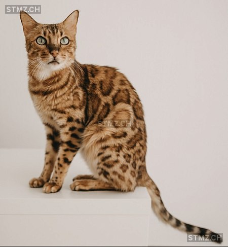 Leandra Zimmermann — Bengalen ♂, Missing since 11.04.2026, Mels (SG)