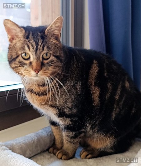 Findus — Hauskatze ♂, Missing since 11.04.2026, Hofstetten SO (SO)