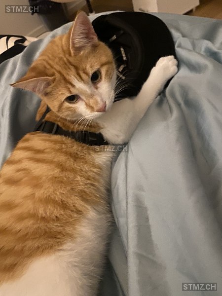 Simba — Hauskatze ♂, Perdu depuis 27.07.2022, Aire-la-Ville (GE)
