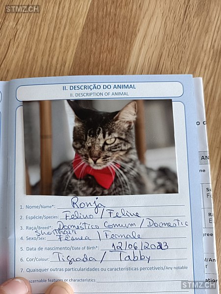 Ronja — Hauskatze ♀, Missing since 11.04.2026, Interlaken (BE)
