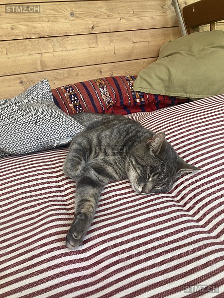 wasabi — Hauskatze ♂, Missing since 10.04.2026, Lanzenhäusern (BE)