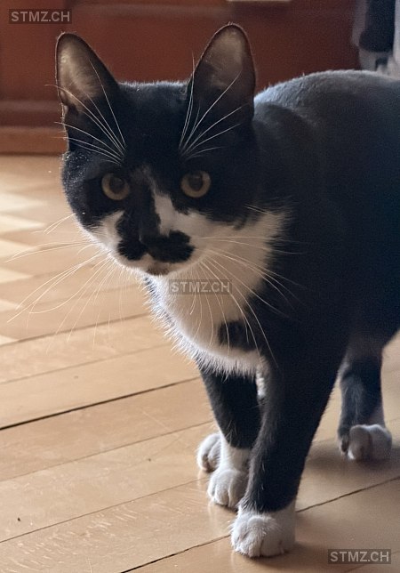 Hercules — Hauskatze ♂, Missing since 06.04.2026, Maienfeld (GR)