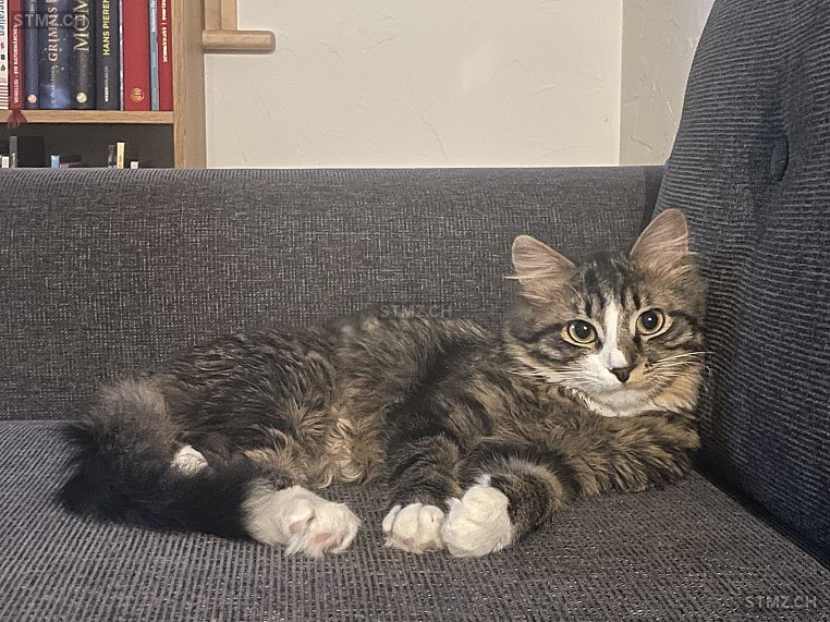 Davy — Hauskatze ♂, Missing since 11.04.2026, Adelboden (BE)