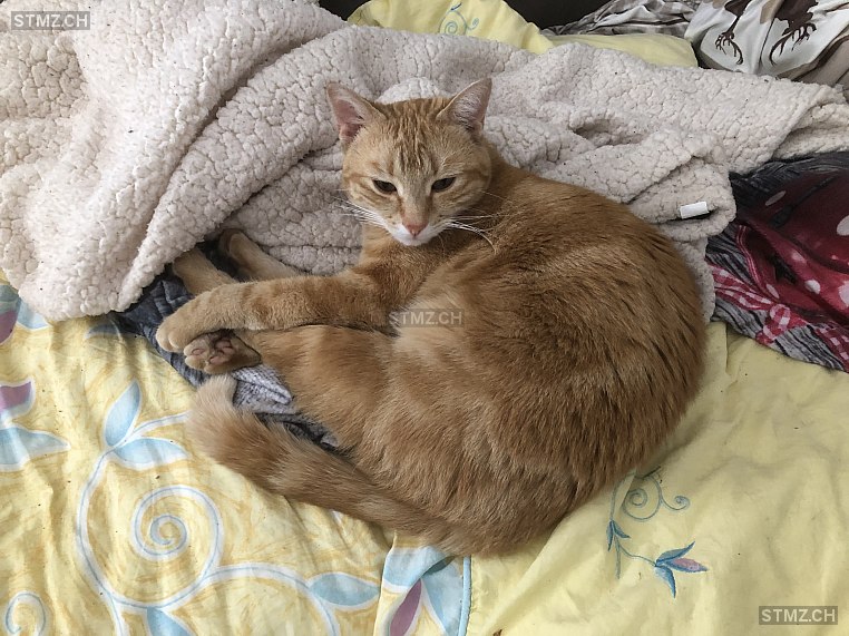 Molly — Hauskatze ♀, Missing since 11.04.2026, Frauenfeld (TG)