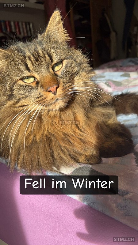 ) — Hauskatze ♂, Missing since 01.03.2026, Obernau (LU)