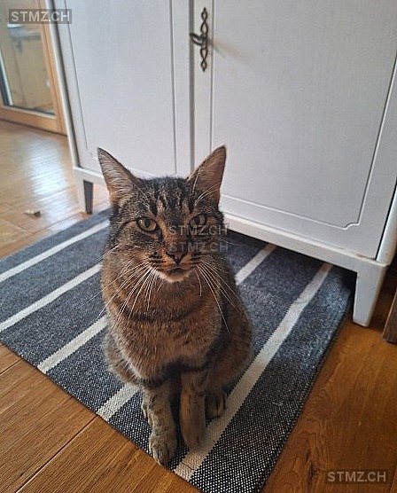Maurice — Hauskatze ♂, Missing since 09.04.2026, Seon (AG)
