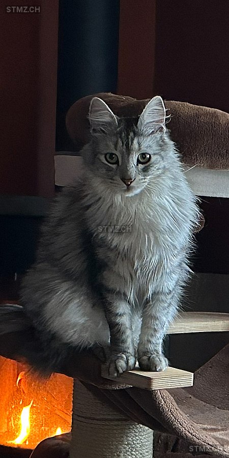 Merlin — Türkisch Angora ♂, Missing since 07.04.2026, Neyruz FR (FR)