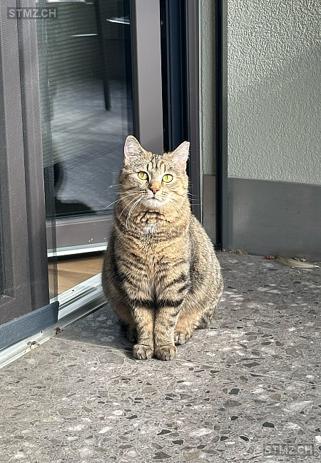 Anna — Hauskatze ♀, Missing since 12.04.2026, Volketswil (ZH)