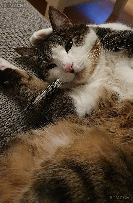 Dexter — Hauskatze ♂, Missing since 02.04.2026, Winterthur (ZH)