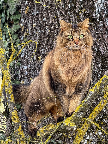 Boba — Hauskatze ♂, Missing since 11.04.2026, Wangen bei Dübendorf (ZH)