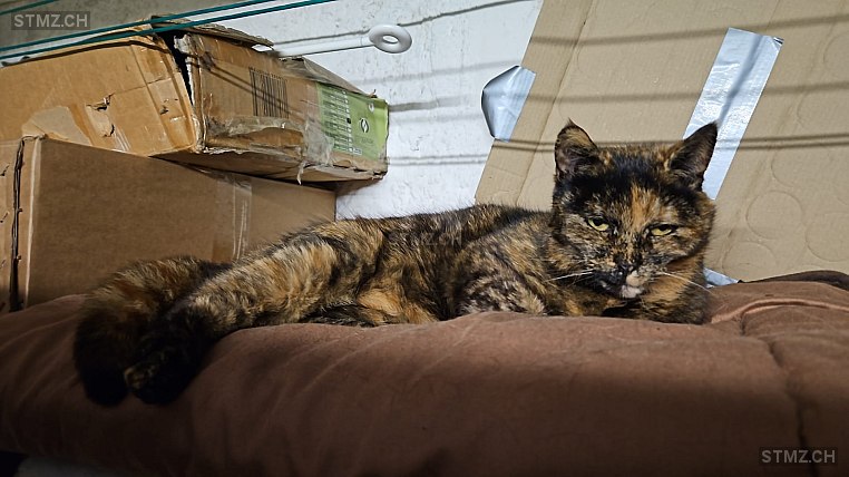 Ginger — Hauskatze ♀, Missing since 09.04.2026, Buchs AG (AG)