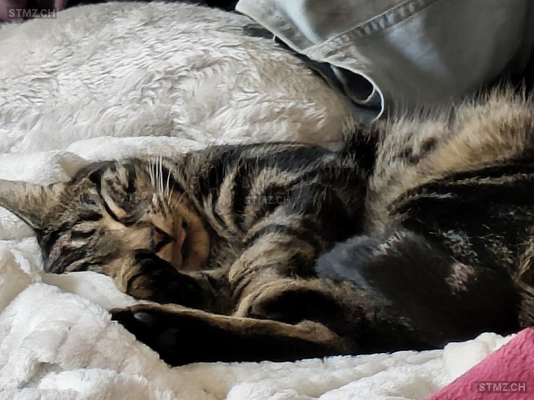 Balu — Hauskatze ♂, Missing since 08.04.2026, Büren an der Aare (BE)