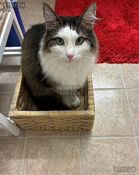 Jiminy (Jimmy) — Hauskatze ♂, Missing since 06.04.2026, Mellingen (AG)