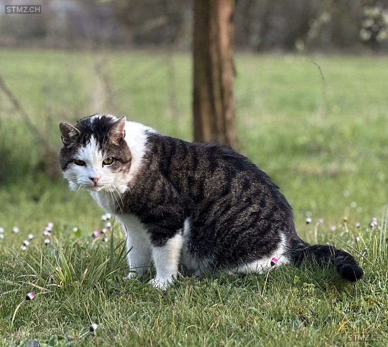 Schimuck — Hauskatze ♂, Missing since 10.04.2026, Feldbrunnen (SO)
