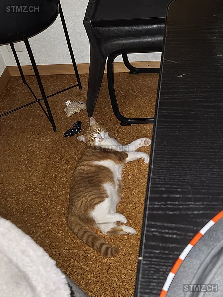 Manderin — Hauskatze ♀, Missing since 01.04.2026, Lieli LU (LU)