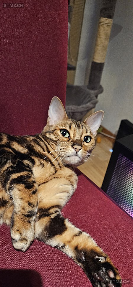 Mara — Bengalen ♀, Missing since 12.04.2026, Brütten (ZH)