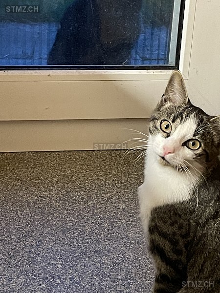 Mia — Hauskatze ♀, Missing since 10.04.2026,  ()