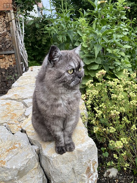 Büsi — British Kurzhaar ♀, Missing since 12.04.2026, Nidau (BE)