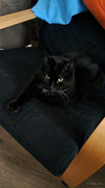 Nala — Hauskatze ♀, Missing since 10.04.2026, Einigen (BE)