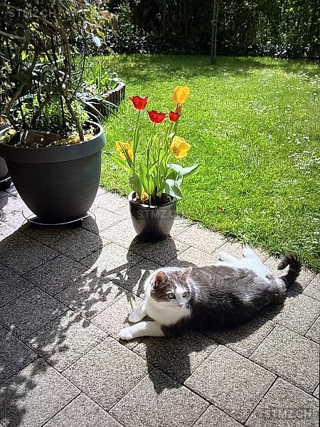 Flo — Hauskatze ♂, Missing since 10.04.2026, Winterthur (ZH)