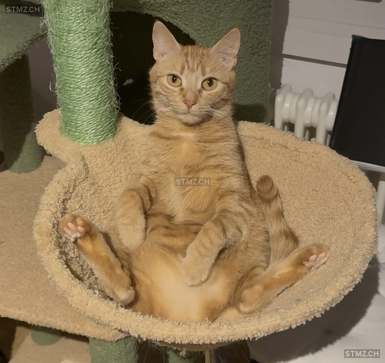 Phoebe — Hauskatze ♀, Missing since 07.04.2026, Herrliberg (ZH)
