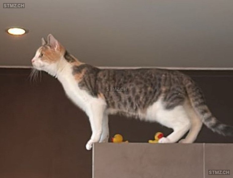 Yuna — Hauskatze ♀, Missing since 12.04.2026, Frasnacht (TG)