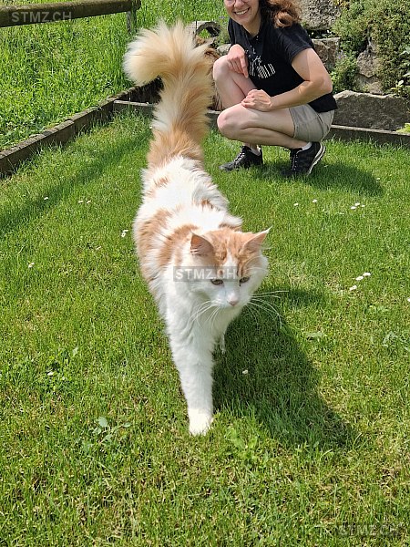 Findus — Maine Coon ♂, Missing since 02.04.2026, Dintikon (AG)