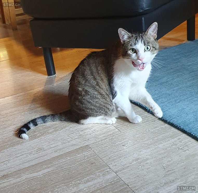Felix (Kuguru) — Hauskatze ♂, Missing since 13.04.2026, Nuglar (SO)