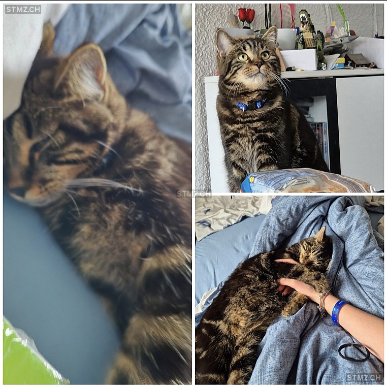 Felix — Hauskatze ♂, Missing since 05.04.2026, Wattwil (SG)