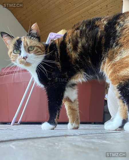 Elsa — Hauskatze ♀, Missing since 10.04.2026, Flüh (SO)