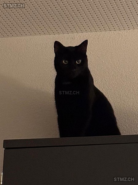 Pablo — Hauskatze ♂, Missing since 11.04.2026, Jona (SG)