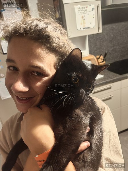 Alita — Hauskatze ♀, Missing since 04.04.2026, Orsières (VS)
