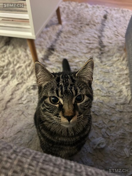 Tao — Hauskatze ♂, Missing since 11.04.2026, Begnins (VD)