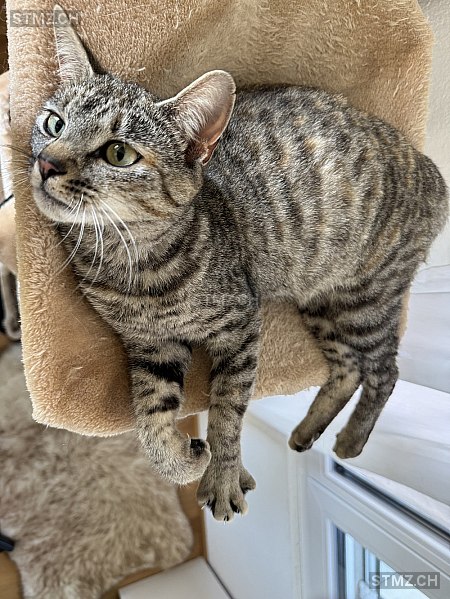 Muus — Hauskatze ♀, Missing since 09.04.2026, Auw (AG)