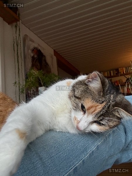 Schesche — Hauskatze ♀, Missing since 08.04.2026, Münchenwiler (BE)