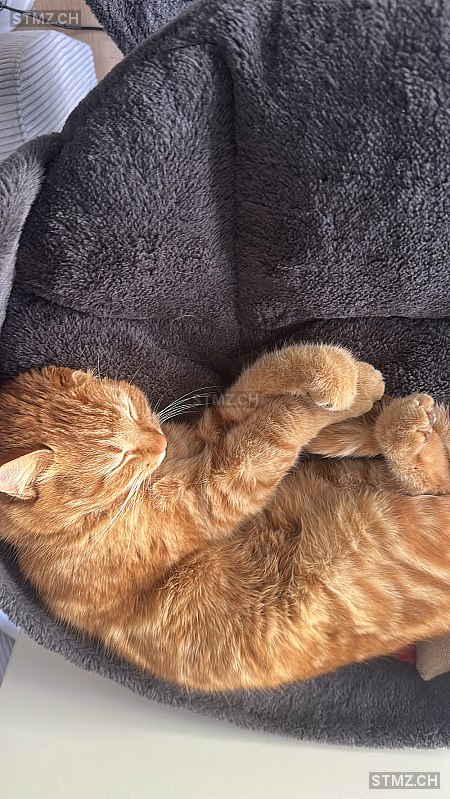 Leemo — Hauskatze ♂, Missing since 11.04.2026, Altstätten (SG)