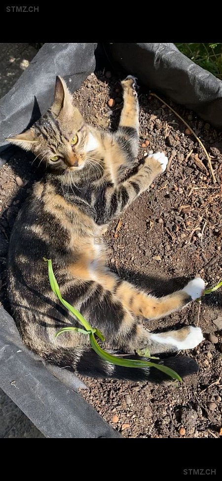 Assa — Hauskatze ♀, Missing since 13.01.2026, Fribourg (FR)