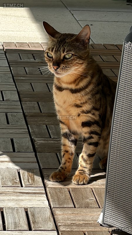 Diva — Bengalen ♀, Missing since 03.03.2026, Tägerwilen (TG)