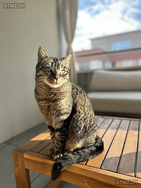 Coco — Hauskatze ♂, Missing since 13.04.2026, Huttwil (BE)