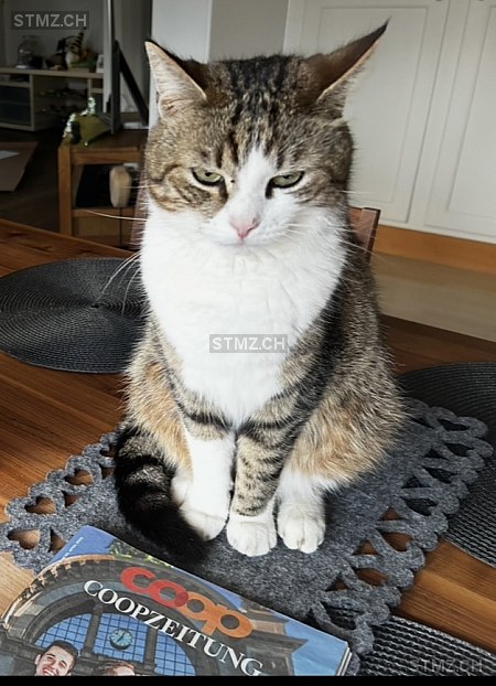 D'Artagnan — Hauskatze ♂, Missing since 11.04.2026, Heimiswil (BE)