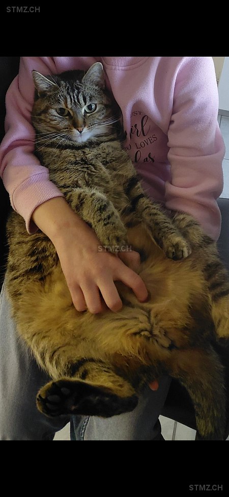 Aleyah — Hauskatze ♀, Missing since 12.04.2026, Rizenbach (BE)
