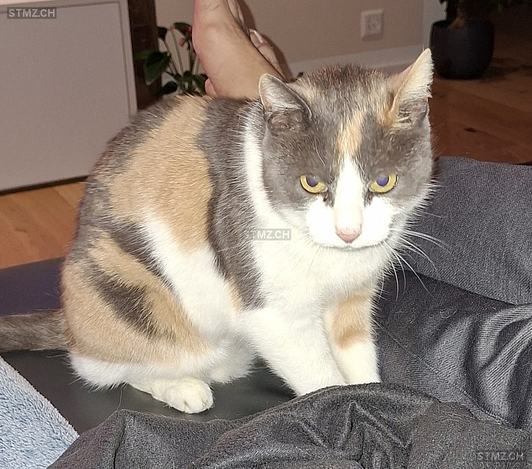 DoDo — Hauskatze ♀, Missing since 10.04.2026, Steinhausen (ZG)