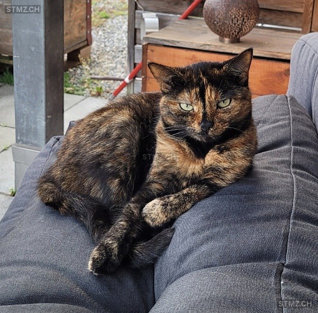 Rani — Hauskatze ♀, Missing since 11.04.2026, Bern (BE)