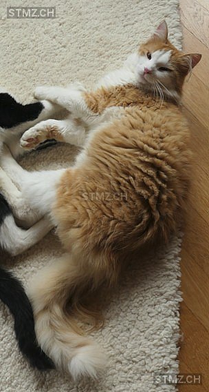 Canel /Minou — Hauskatze ♂, Missing since 07.04.2026, Neu St. Johann (SG)